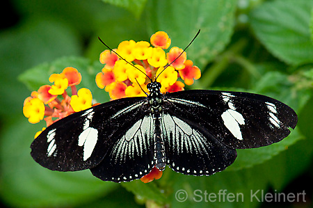 265 Doris-Falter - Heliconius doris